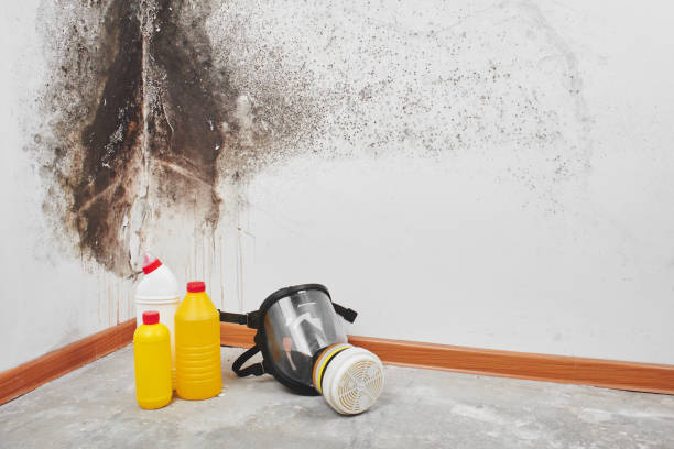 Best Mold Removal Near Me  in North Lynnwood, WA