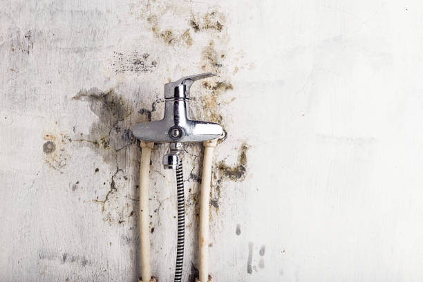 Best Mold Remediation Services  in North Lynnwood, WA