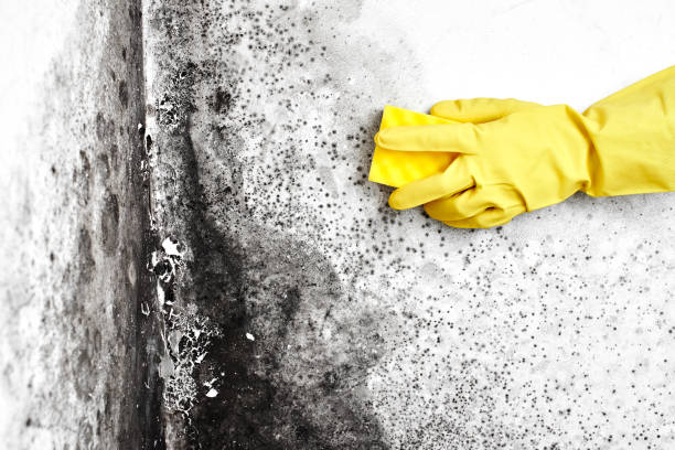 Best Black Mold Removal  in North Lynnwood, WA