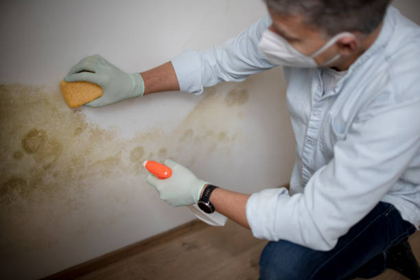 Professional Mold Removal in North Lynnwood, WA