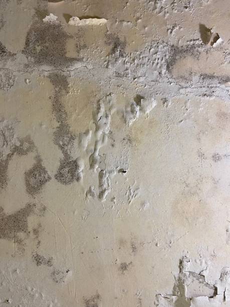 Best Home Mold Removal  in North Lynnwood, WA