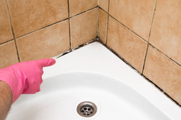 Mold Testing and Removal in North Lynnwood, WA